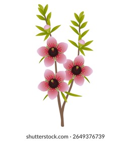 Manuka branch with flowers and leaves on a white background.