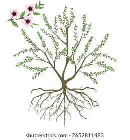 Manuka bush with flowers and roots on white background.