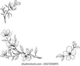 Manuka flower border sketch illustration