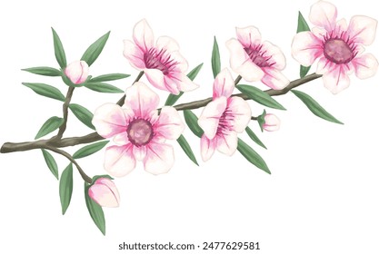 Manuka flower botanical painting illustration