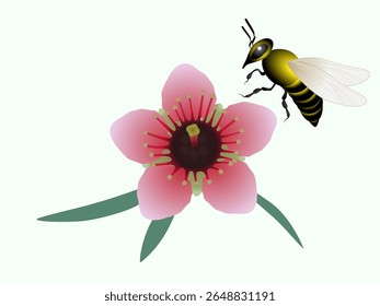 Manuka flower with leaves and bee on green background