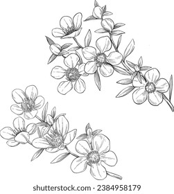 Manuka flower set botanical sketch illustration