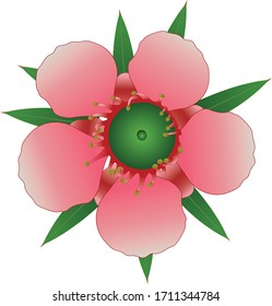 Manuka flowers vector illustrations or plants from kanuka
