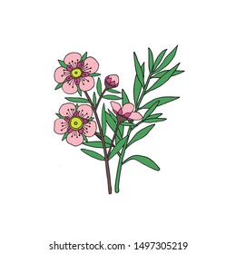 Manuka Honey branch, leaves and flower. Hand drawn Vector illustration.