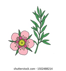 Manuka Honey branch, leaves and flower. Hand drawn Vector illustration.