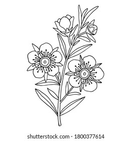 Manuka Honey branch, leaves and flower. Hand drawn Vector illustration.