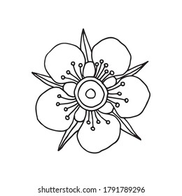 Manuka Honey flower. Hand drawn Vector illustration.