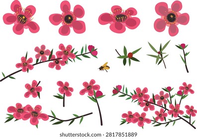 Manuka honey flower vector elements set, pink teatree blossoms and branches for cosmetic branding