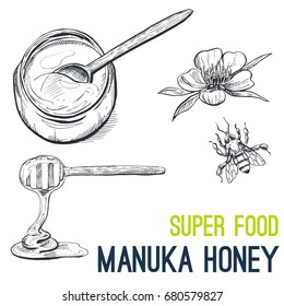 Manuka Honey. Super food hand drawn sketch vector illustration.