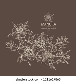 Manuka: leaves and flowers of manuka . Cosmetic and medical plant. Vector hand drawn illustration. 