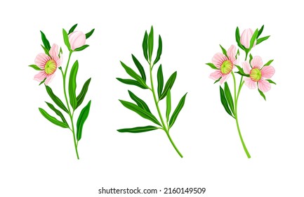 Manuka plants set. Australian native pink flowers vector illustration