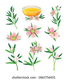 Manuka or Tea Tree as Flowering Plant with Pink Flowers and Honey in Glass Bowl Vector Set