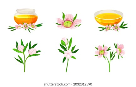 Manuka or Tea Tree as Flowering Plant with Pink Flowers and Honey in Glass Bowl Vector Set