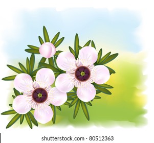 Manuka or Tea tree or just Leptospermum. Flowers and leaf. Vector illustration.
