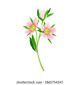Manuka or Tea Tree Pink Flower with Five Petals on Tall Leafy Stem Vector Illustration