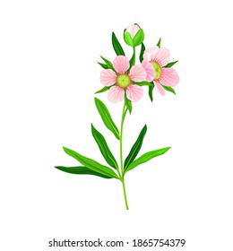 Manuka or Tea Tree Pink Flower with Five Petals on Tall Leafy Stem Vector Illustration