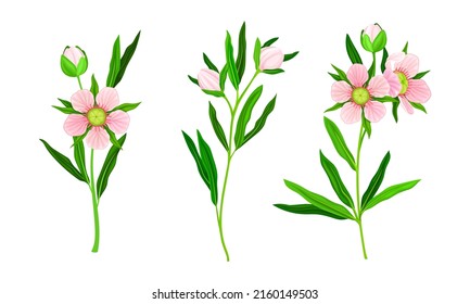 Manuka tree branches set. Australian native plant with pink flowers set vector illustration