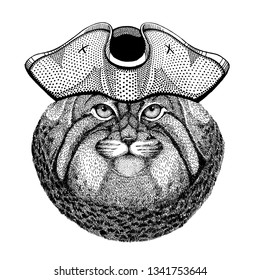Manul, cat wearing pirate tricorn hat. Capitan costume.