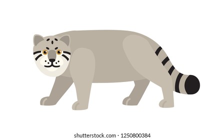 Manul or Pallas s cat isolated on white background. Graceful wild carnivorous animal sneaking, hunting or preying. Species of Asian fauna. Colorful vector illustration in flat cartoon style.