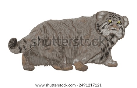 Manul is sneaking around. Realistic cat animals of Asia. Vector animals