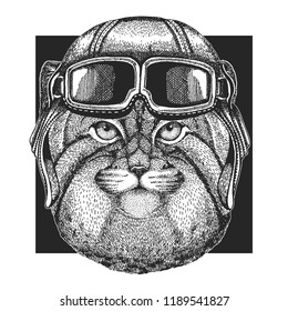 Manul, wild cat wearing aviator hat. Print for children clothes, tee, t-shirt. Pilot wild animal