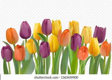 Many beautiful colorful Tulips with leaves isolated on a transparent background. Photo-realistic mesh vector illustration for any festive design, horizontal pattern with live spring flowers.