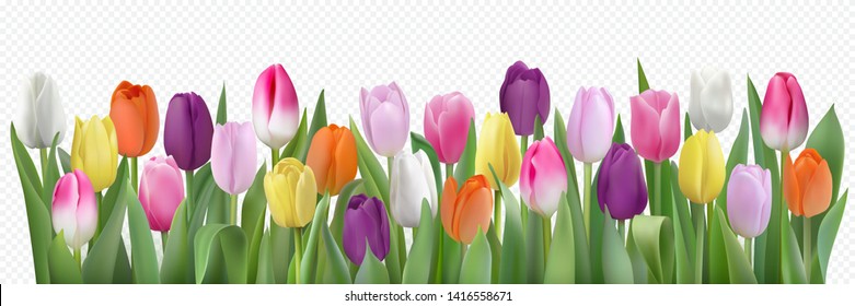 Many beautiful colorful Tulips with leaves isolated on a transparent background. Photo-realistic mesh vector illustration for any festive design, horizontal pattern with live spring flowers.