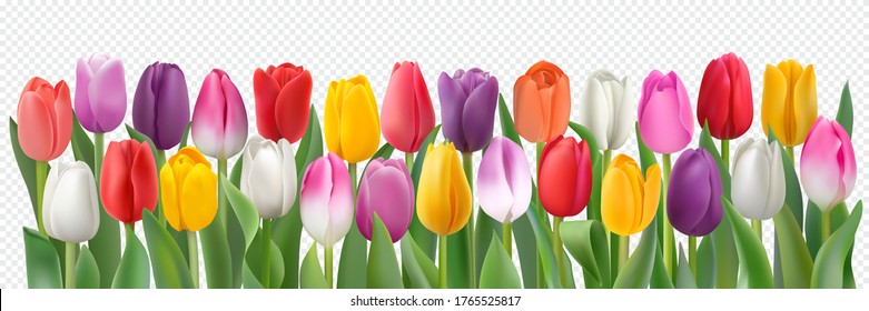 Many beautiful colorful Tulips with leaves isolated on a transparent background. Photo-realistic mesh vector illustration for any festive design, horizontal pattern with live spring flowers.