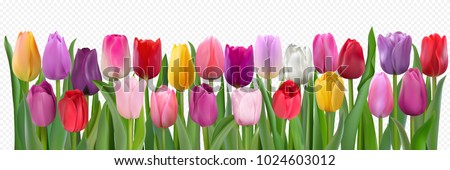 Many beautiful colorful Tulips with leaves isolated on a transparent background. Photo-realistic mesh vector illustration for any festive design, horizontal pattern with live spring flowers.