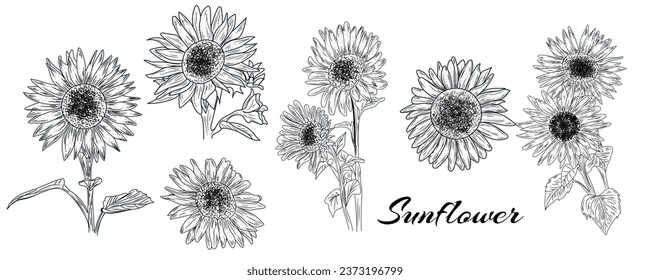 Many beautiful drawn sunflowers on white background