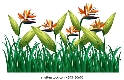 Many bird of paradise flowers in the bush illustration