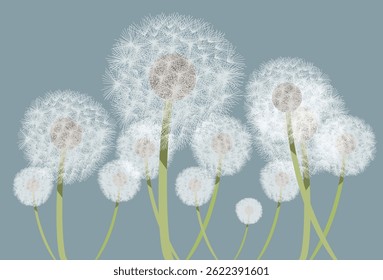 Many dandelions low view point