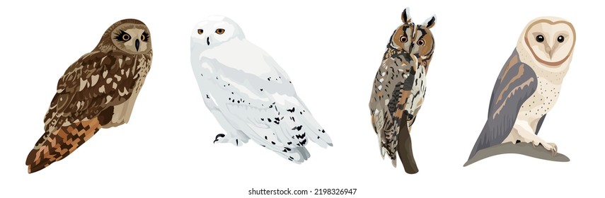 Many different owls on white background