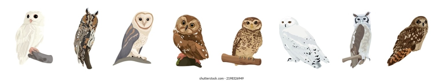 Many different owls on white background