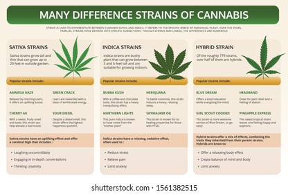 Many Different Strains of Cannabis horizontal textbook infographic illustration about cannabis as herbal alternative medicine and chemical therapy, healthcare and medical science vector.