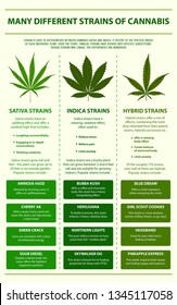 Many Different Strains of Cannabis vertical infographic illustration about cannabis as herbal alternative medicine and chemical therapy, healthcare and medical science vector.