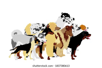 Many dogs in line waiting for veterinary clinic vector illustration. Pack, array of dog isolated on white. Dalmatian, Poodle, Rottweiler, Great Dane, Doberman, Rough Collie Scottish Shepherd, pit bull