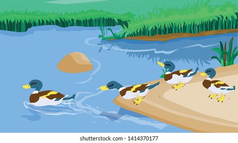 Many ducks roam in the lake and in the lake - vector