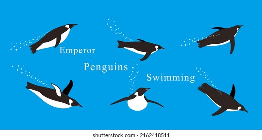 Many Emperor Penguins swimming in the sea with various postures.