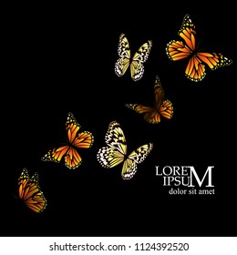 Many flying butterflies