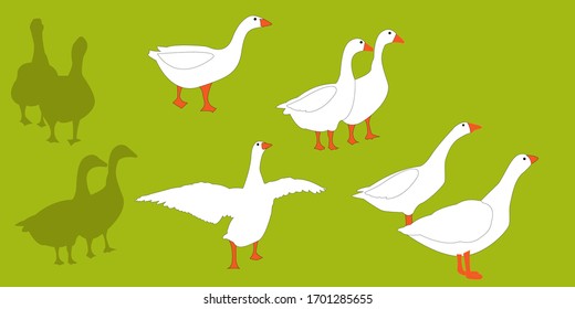 many geese on the grass, goose isolated vector 