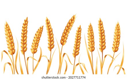 Many golden ears of wheat. Vector illustration isolated on white background.