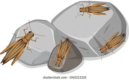 Many grasshoppers on stones isolated illustration
