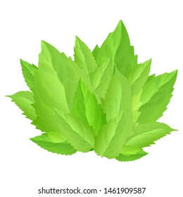 Many green mint leaves isolated on white background. Vector illustration.