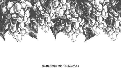Many hand drawn shaded grape bunches and dense fresh foliage on white background. Vintage banner layout. Decorative element for juice, wine packaging design. Realistic drawing. Vineyard and winemaking