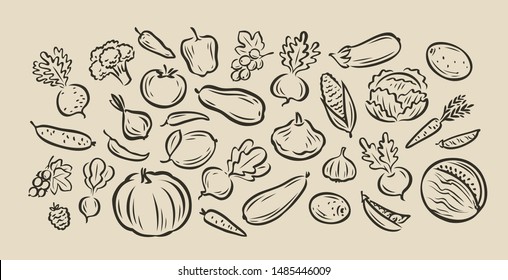 Many hand-drawn vegetables. Food sketch vector illustration