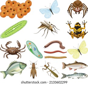 Many insects and animals on white background illustration