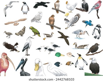 many kind of birds in vector illustration