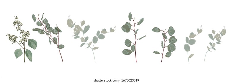 Many kind of Eucalyptus tree branch, designer art watercolor style foliage natural branches leaves elements set, collection. Cute elegant illustration for design.