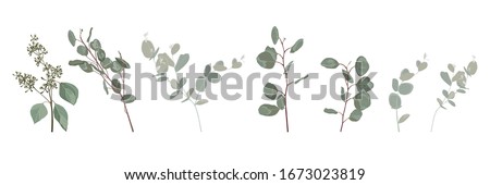 Many kind of Eucalyptus tree branch, designer art watercolor style foliage natural branches leaves elements set, collection. Cute elegant illustration for design.
